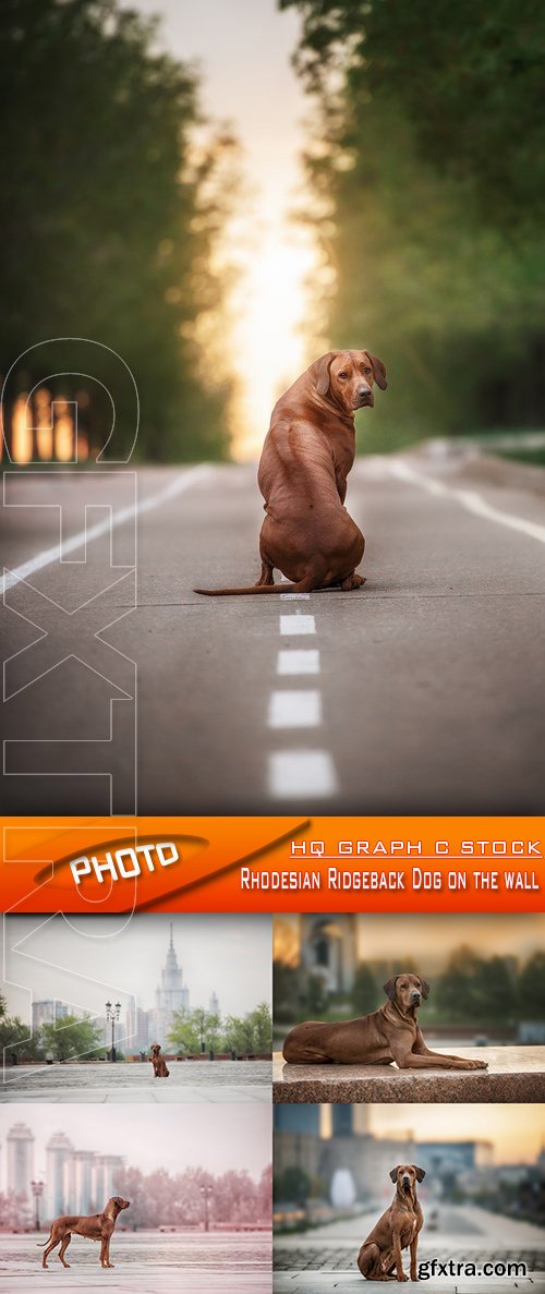 Stock Photo - Rhodesian Ridgeback Dog on the wall