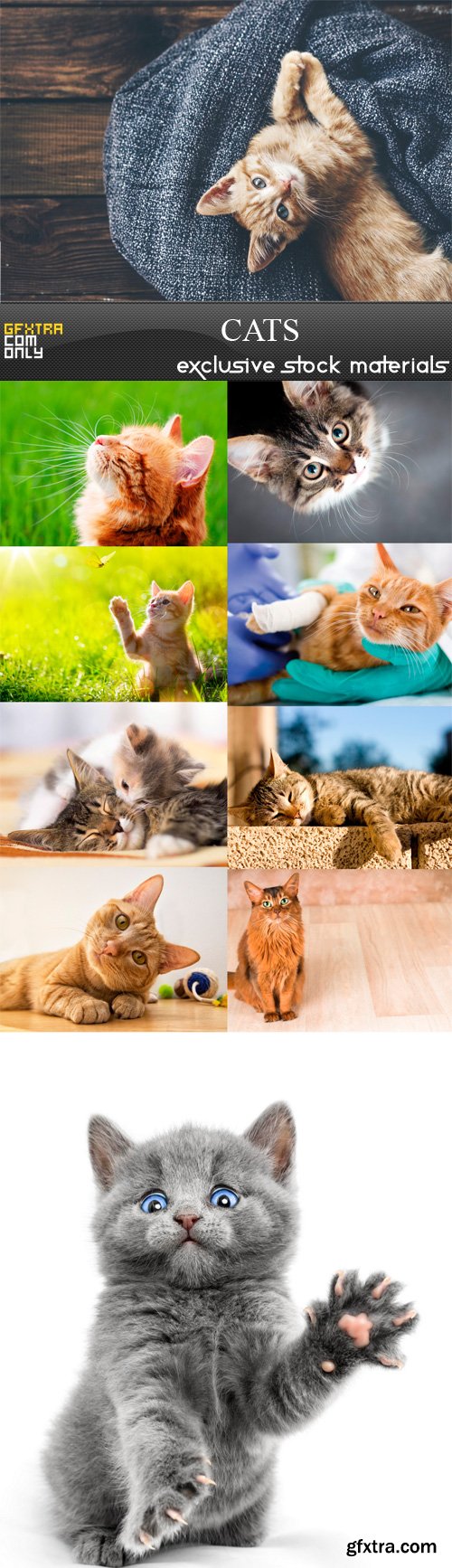 Cats - 10 UHQ JPEG