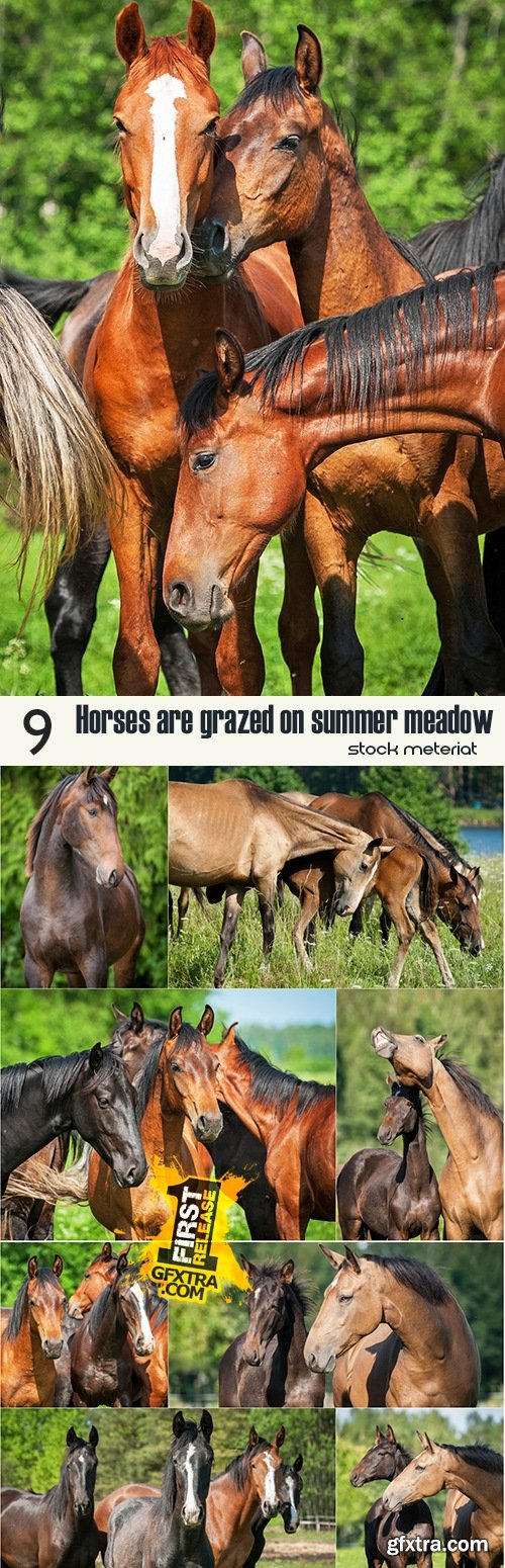 Horses are grazed on summer meadow