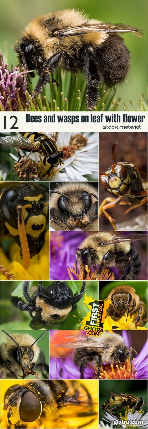 Bees and wasps on leaf with flower