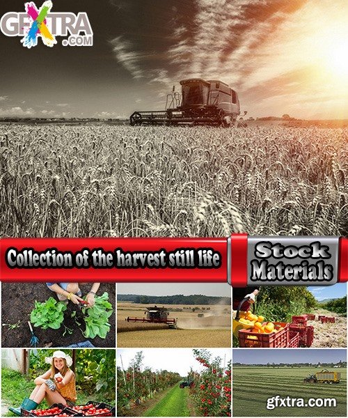 Collection of the harvest still life fruit vegetables agriculture farming 25 HQ Jpeg