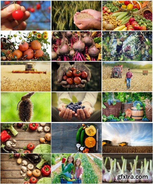 Collection of the harvest still life fruit vegetables agriculture farming 25 HQ Jpeg