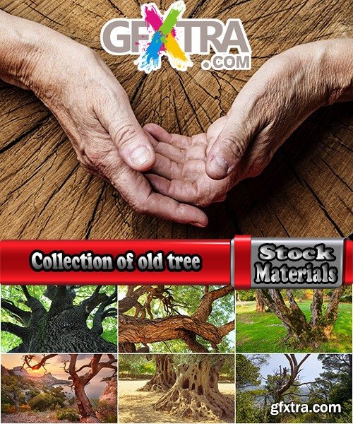 Collection of old tree root of a dead tree stump bark forest moss mold 25 HQ Jpeg