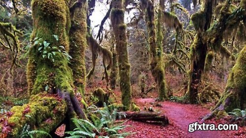 Landscape Photography: Washington's Olympic National Park