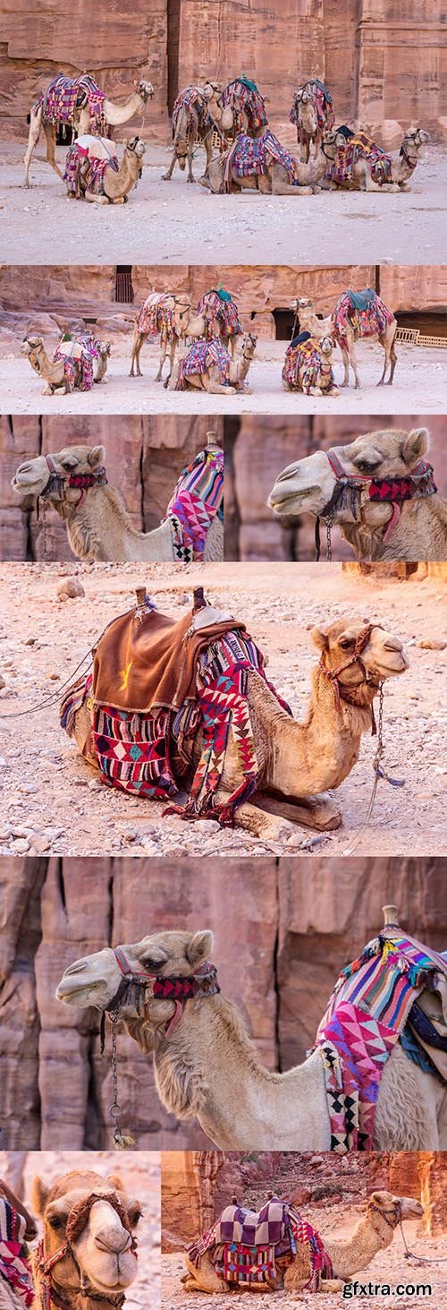 Camels