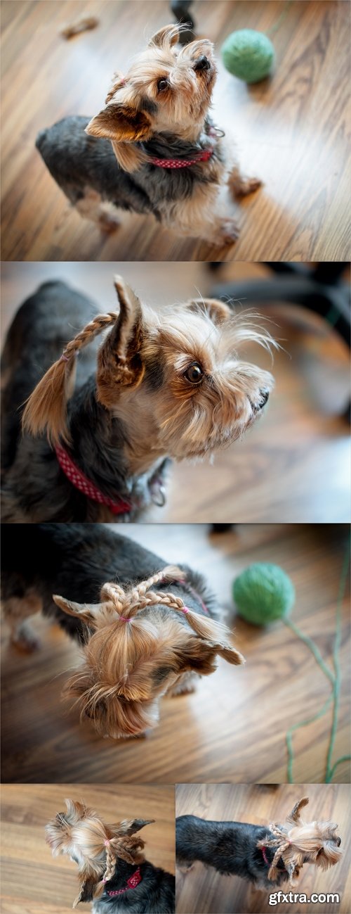 Yorkshire terrier with hair combed in braid