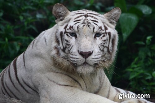 Collection of white tiger spotted fur 25 HQ Jpeg