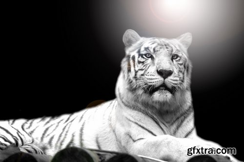 Collection of white tiger spotted fur 25 HQ Jpeg