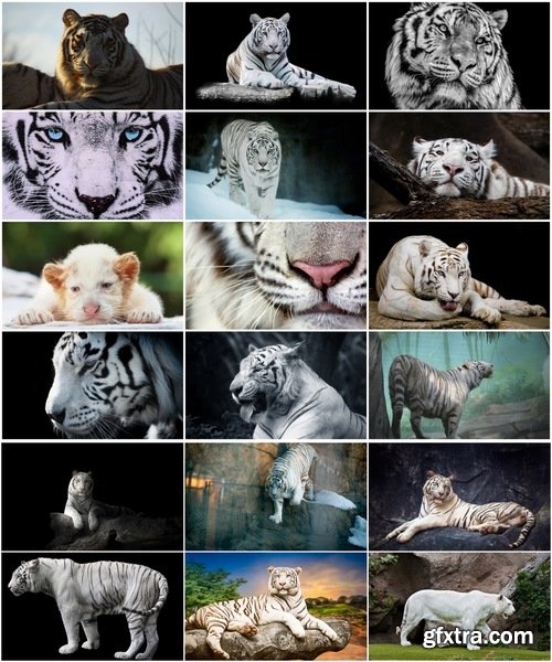 Collection of white tiger spotted fur 25 HQ Jpeg