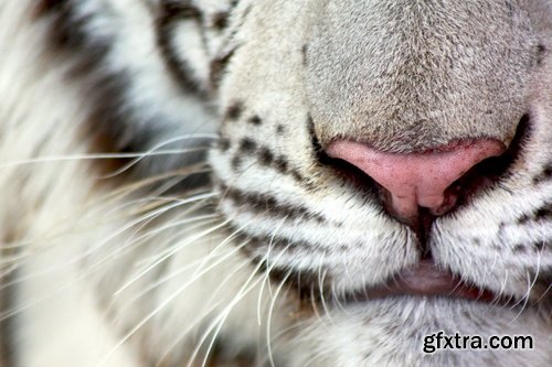 Collection of white tiger spotted fur 25 HQ Jpeg