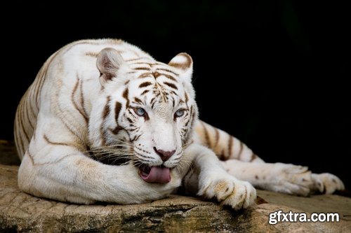 Collection of white tiger spotted fur 25 HQ Jpeg