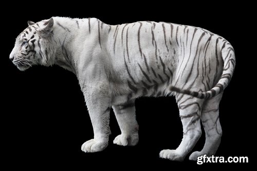 Collection of white tiger spotted fur 25 HQ Jpeg