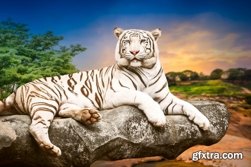 Collection of white tiger spotted fur 25 HQ Jpeg