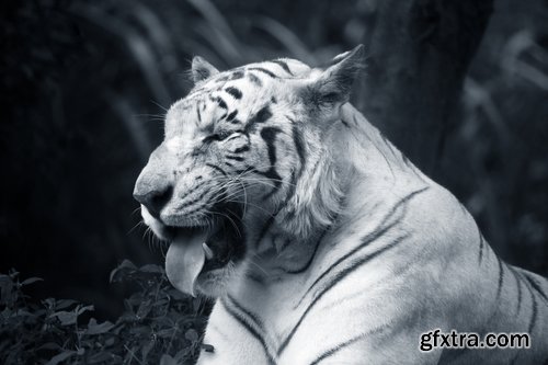 Collection of white tiger spotted fur 25 HQ Jpeg