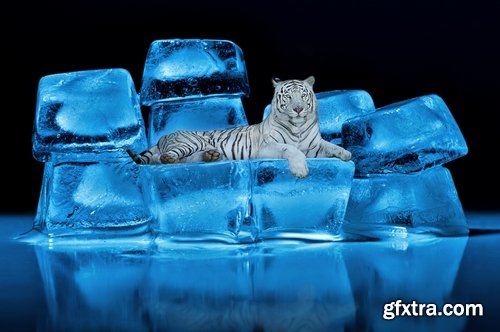 Collection of white tiger spotted fur 25 HQ Jpeg