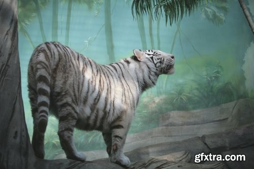 Collection of white tiger spotted fur 25 HQ Jpeg