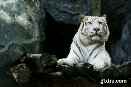 Collection of white tiger spotted fur 25 HQ Jpeg