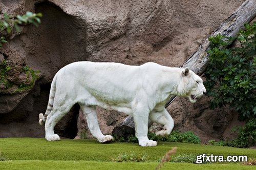 Collection of white tiger spotted fur 25 HQ Jpeg