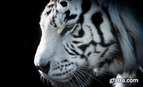 Collection of white tiger spotted fur 25 HQ Jpeg