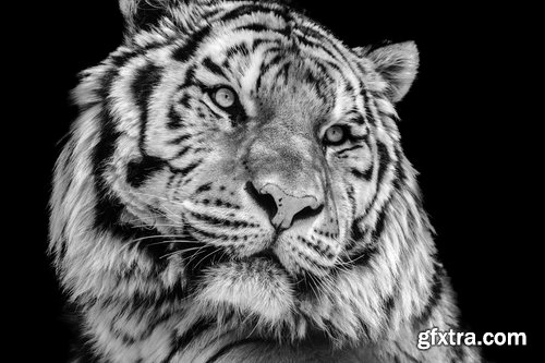 Collection of white tiger spotted fur 25 HQ Jpeg