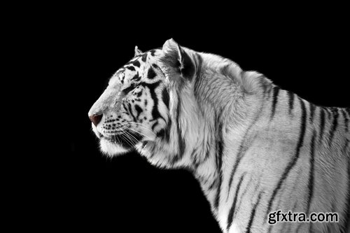 Collection of white tiger spotted fur 25 HQ Jpeg