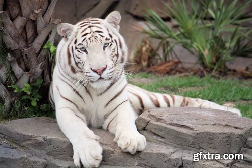 Collection of white tiger spotted fur 25 HQ Jpeg