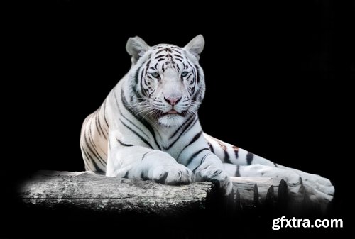 Collection of white tiger spotted fur 25 HQ Jpeg