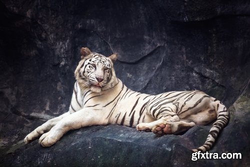 Collection of white tiger spotted fur 25 HQ Jpeg