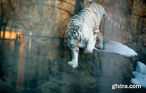 Collection of white tiger spotted fur 25 HQ Jpeg