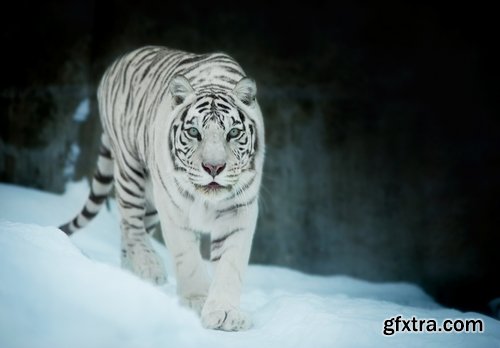 Collection of white tiger spotted fur 25 HQ Jpeg