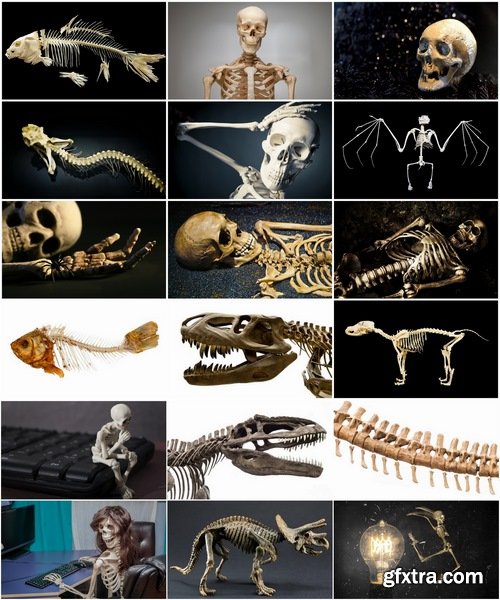 Collection of animal human skeleton 25 HQ Jpeg