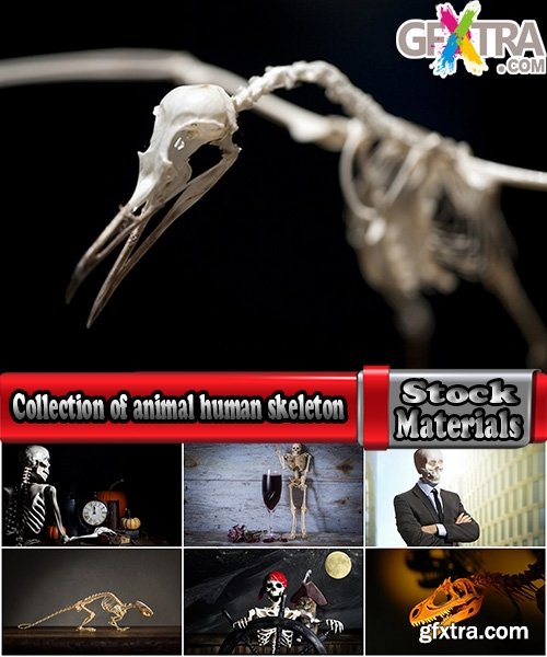 Collection of animal human skeleton 25 HQ Jpeg