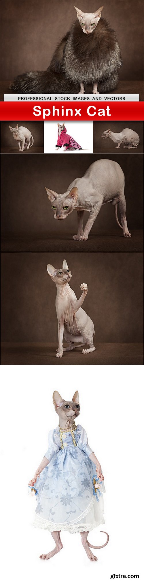 Sphinx Cat - 7 UHQ JPEG