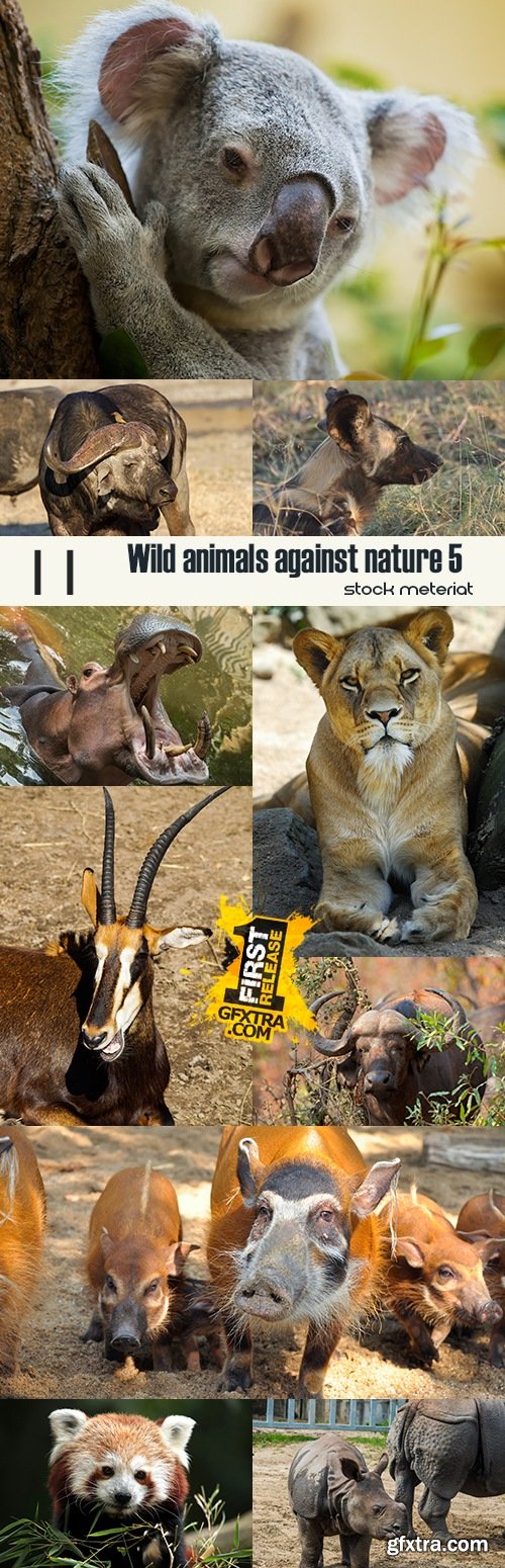 Wild animals against nature 5