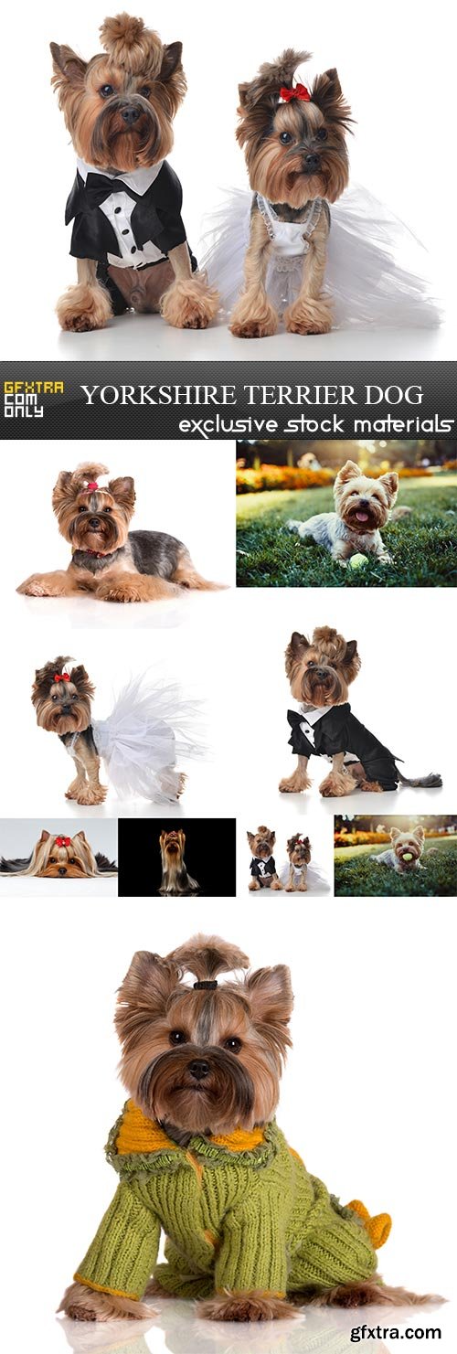 Yorkshire terrier dog, 9 x UHQ JPEG