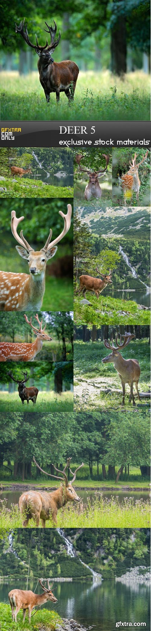 Deer 5, 10 UHQ JPEG