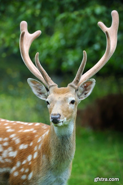 Deer 5, 10 UHQ JPEG