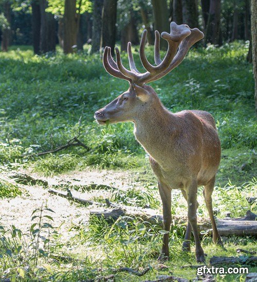 Deer 5, 10 UHQ JPEG