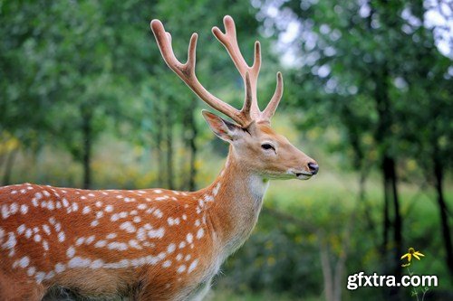 Deer 5, 10 UHQ JPEG