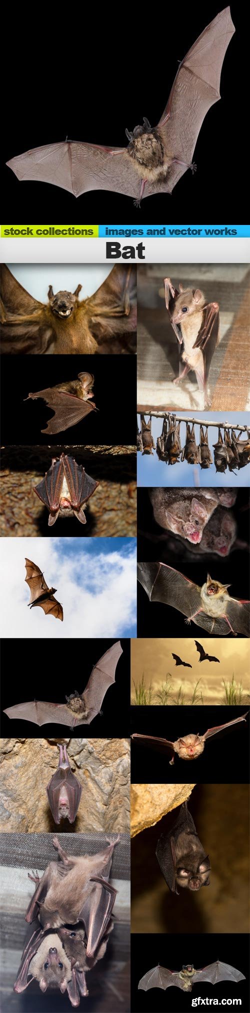 Bat, 15 x UHQ JPEG