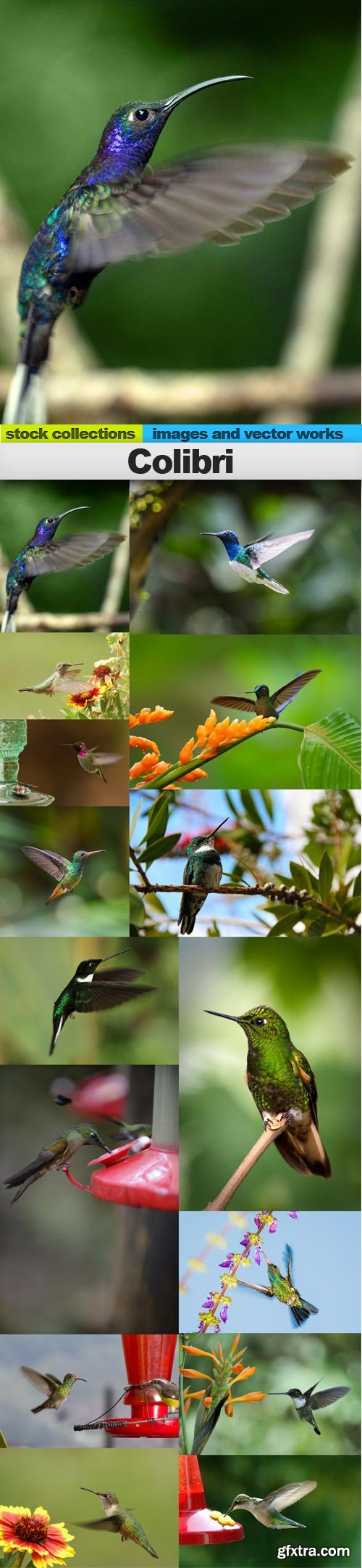 Colibri, 15 x UHQ JPEG