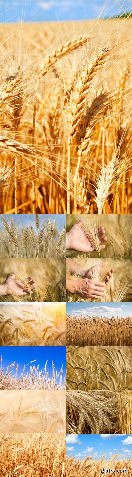 Photo Set - Ears of golden wheat close up, harvest Concept