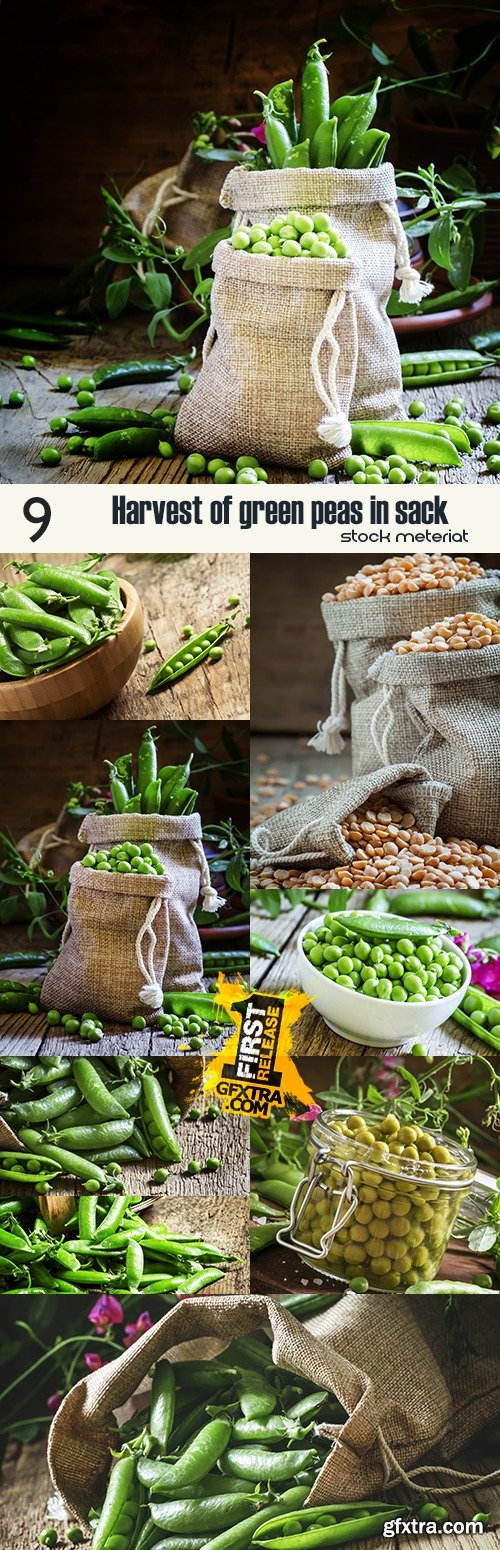 Harvest of green peas in sack