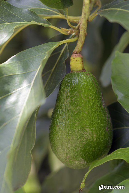 Avocado 2 - 29xUHQ JPEG