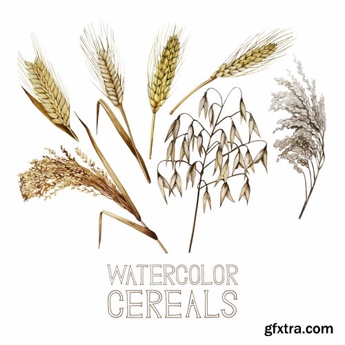 Collection of wheat heads of grain rye grain seed 25 EPS