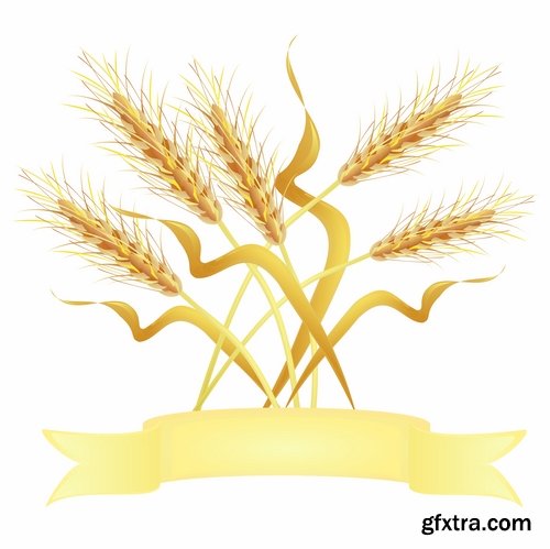 Collection of wheat heads of grain rye grain seed 25 EPS