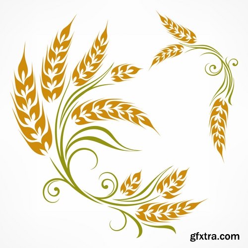 Collection of wheat heads of grain rye grain seed 25 EPS