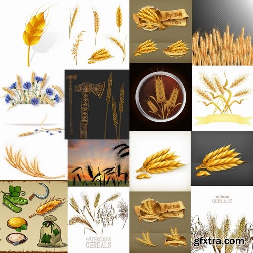 Collection of wheat heads of grain rye grain seed 25 EPS