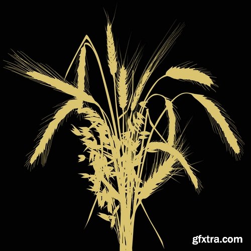 Collection of wheat heads of grain rye grain seed 25 EPS