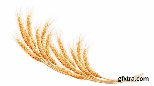 Collection of wheat heads of grain rye grain seed 25 EPS